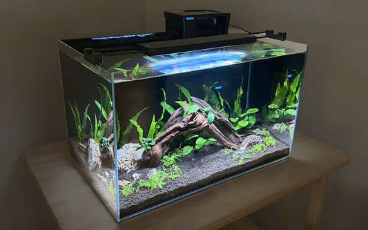 planted rimless fish tank