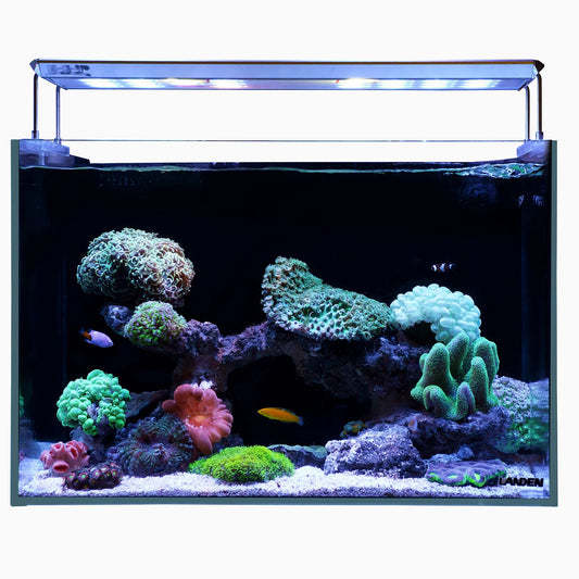rimless reef fish tank