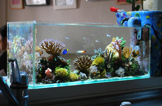 rimless fish tank